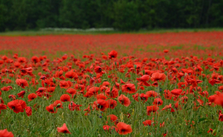 День 1. Пушкинские горы. Маковые поля - Изображение 2